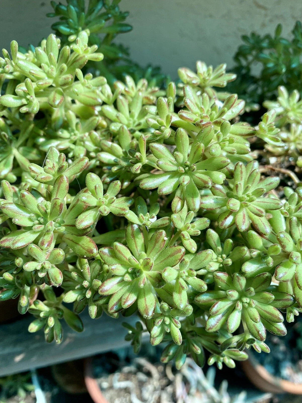 Aeonium Sedifolium Variegated Cuttings | 10 Dwarf Succulent Branches | Indoor/Outdoor Plant | Easy Care Succulent