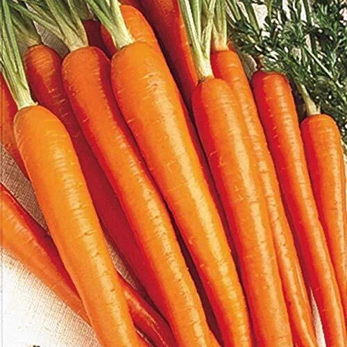 Carrot Seeds 50 Pack | Tendersweet Heirloom Vegetable Seeds | Daucus carota | Sweet Flavor for Home Gardening