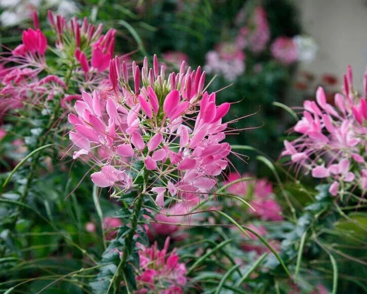 Rouge Spider Seeds - 100 Pack - Clome Spinosa - Perennial Flower - Attracts Bees - Vibrant Red Blooms - US Seller