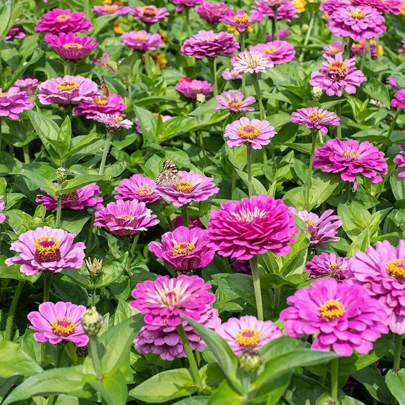 Dream Zinnia Seeds - 100+ Pack - Colorful Blooms - Zinnia elegans - Non-GMO Annual Garden Flower Seeds for Vibrant Gardens