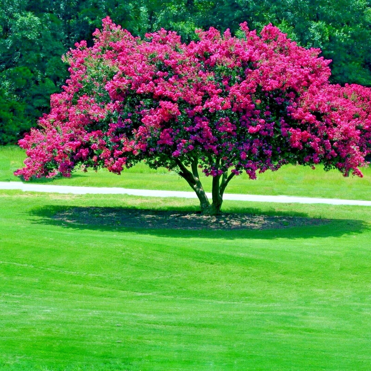 Crape Myrtle Tree Seeds - Lilac Flowering Plant - Lagerstroemia Indica - Fast-Growing Garden Seeds for Vibrant Blooms