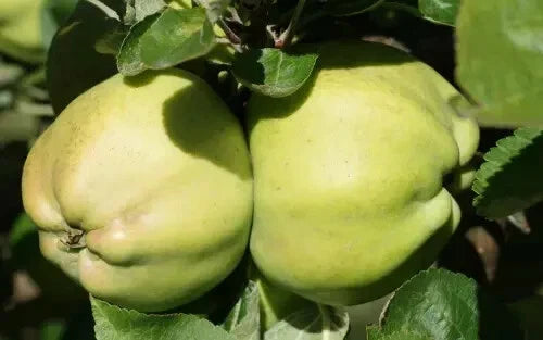 Calville Blanc d'Hiver Apple Seeds - 25+ Pack - Heirloom Variety - Malus domestica - USA - Organic Gardening