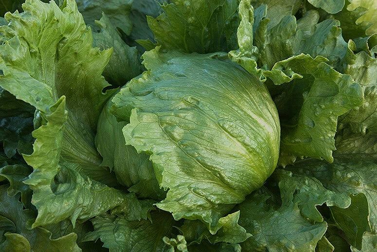Bulk Iceberg Lettuce Seeds - 500 to 5,000 Heirloom Non-GMO - Crisp Variety (Lactuca sativa) for Home Gardening