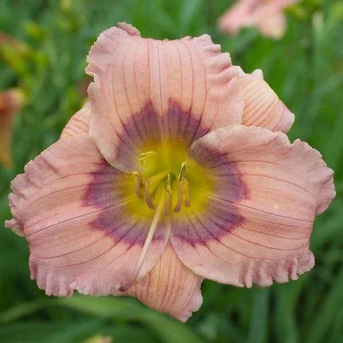 10 Live Daylilies, Pastel Lavender Blooms, Hemerocallis 'Pastilline', Perennial Garden Plants, Low Maintenance Flowers