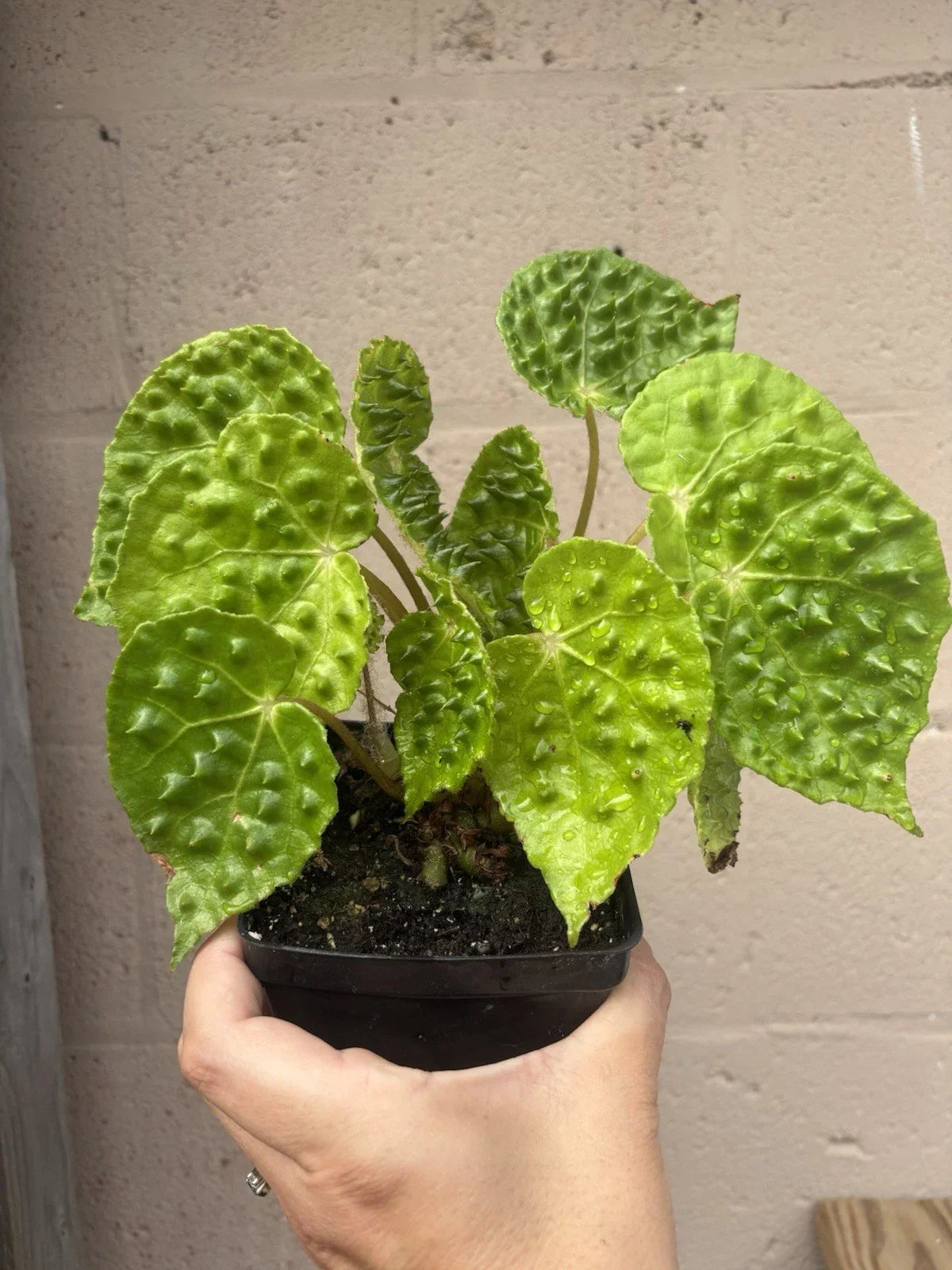 Rare Begonia Melanobullata Live Indoor Plant 4.5” Fully Rooted - Exotic Green Foliage, Unique Textures, Easy Care