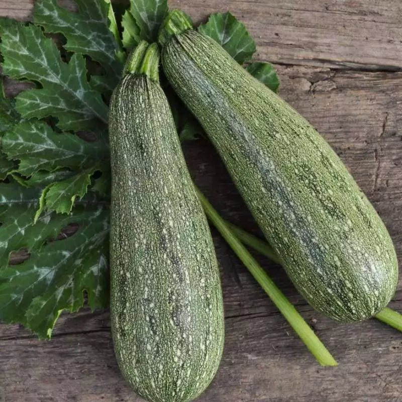 Grey Zucchini Summer Squash Seeds - Mexican Grey Squash, Lebanese Variety, Cucurbita pepo, Heirloom Seeds, Fast Growing