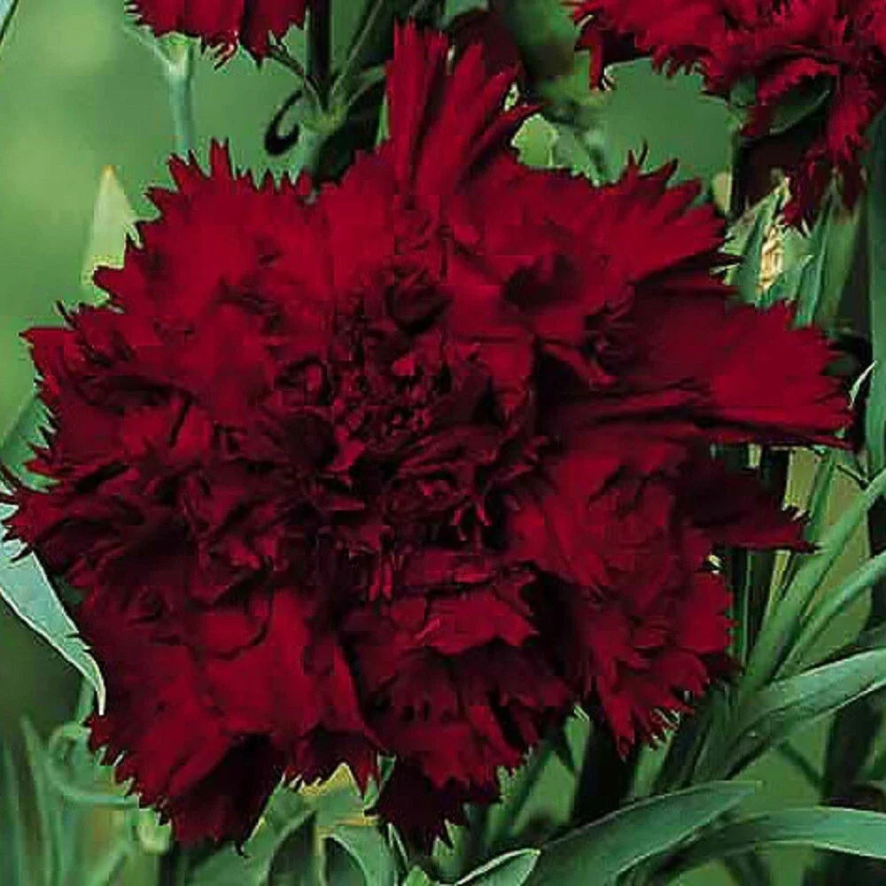 Black King Carnation Seeds - 100 Perennial Dianthus caryophyllus - Dark Black Blooms - USA Grown for Vibrant Gardens