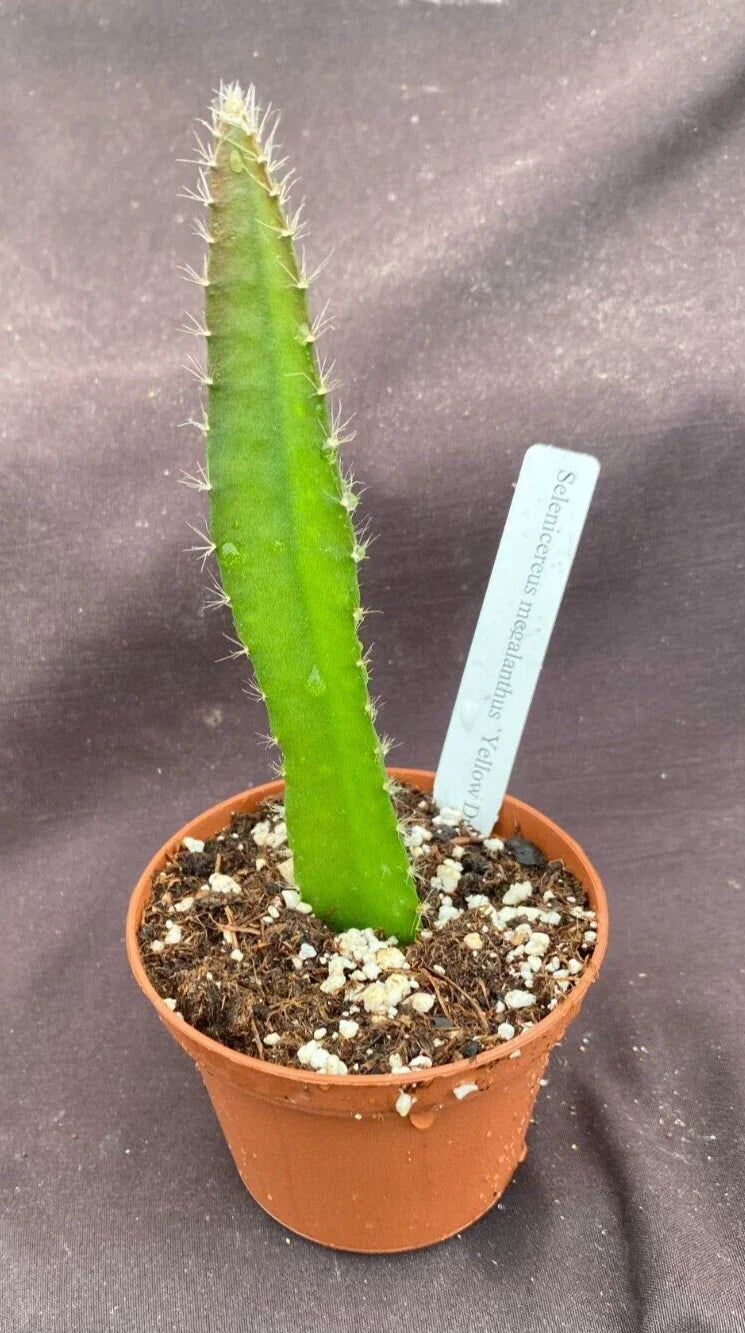 Yellow Dragon Fruit Plant 3" Pot Selenicereus megalanthus Live Rooted Cactus Indoor Garden Tropical Houseplant