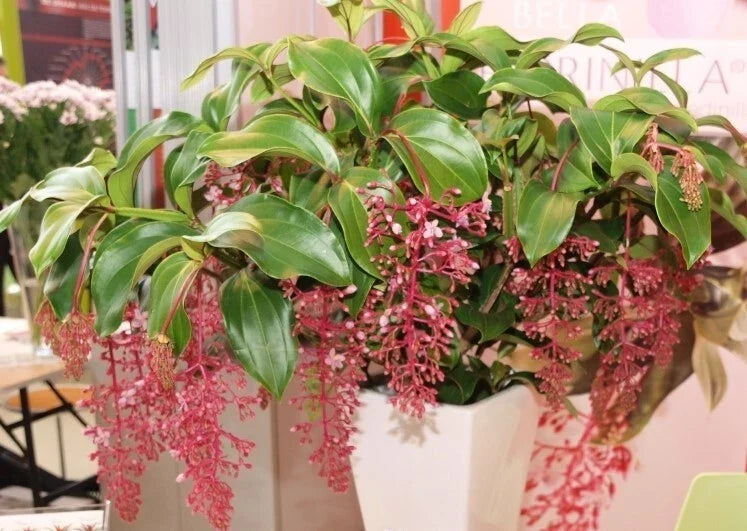 Live Rooted Starter Plant - Rare Bella Magnifica Medinilla - Exotic Indoor Plant - Medinilla magnifica