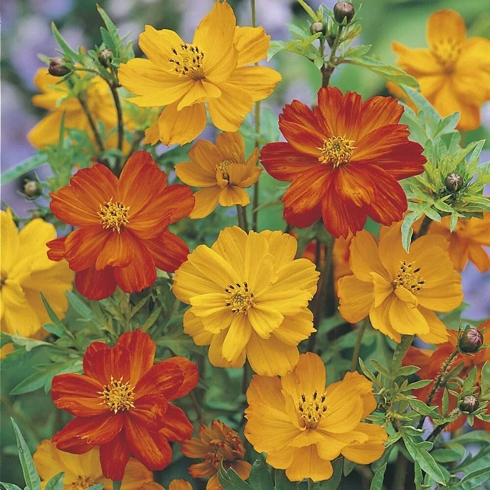 Ladybird Cosmos Seeds - 200+ Pack - Colorful Flower Seeds for Garden - Cosmos bipinnatus - Attract Pollinators