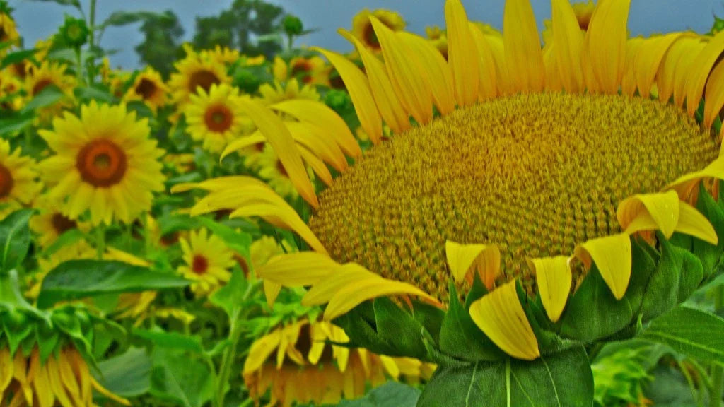 Giant Mammoth Sunflower Seeds - 15 Pack Helianthus annuus, Yellow Flowering, Large Blooms, Easy to Grow, Free Shipping