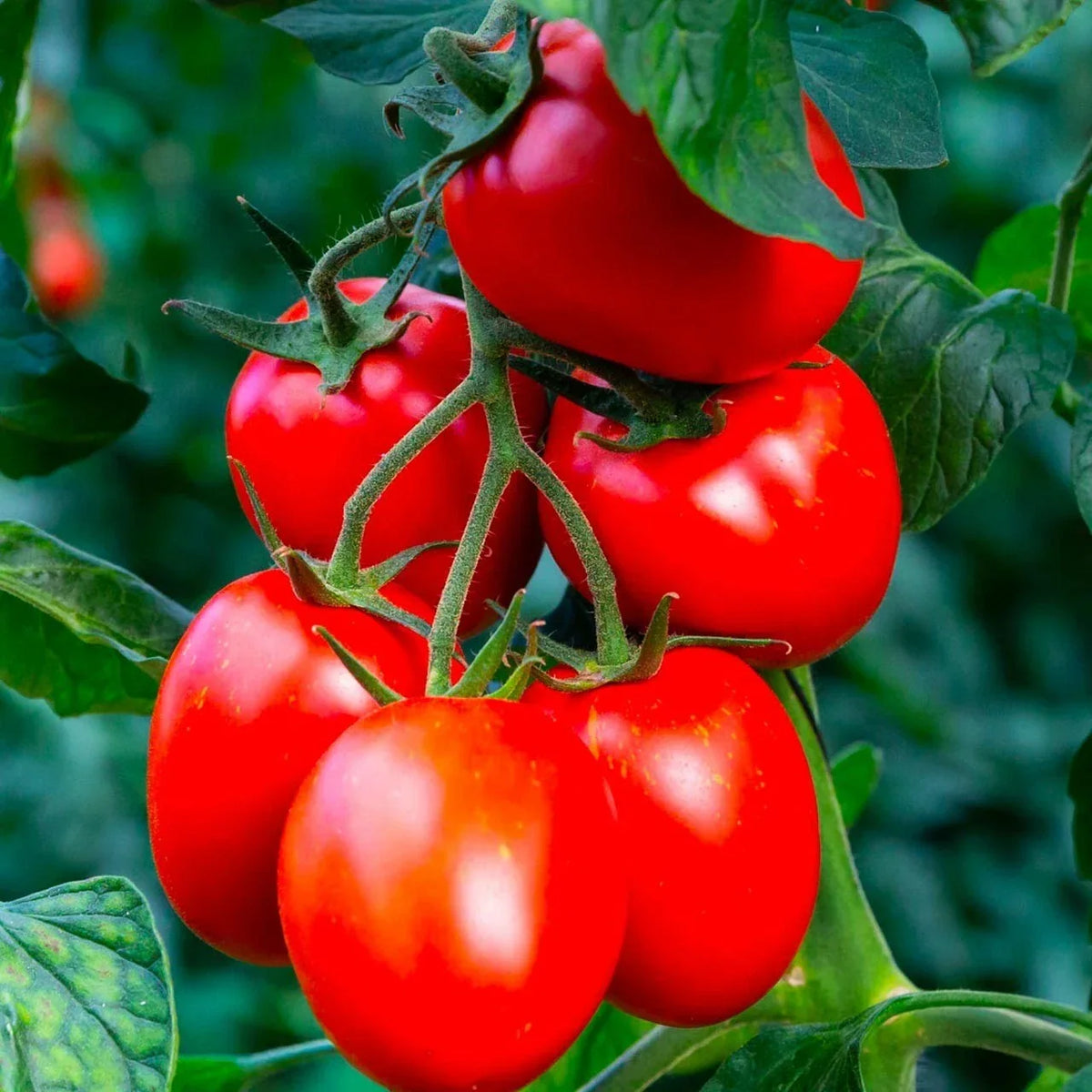 Organic Rio Grande Tomato Seeds - 60+ Heirloom Non-GMO Seeds for Gardening, Solanum lycopersicum