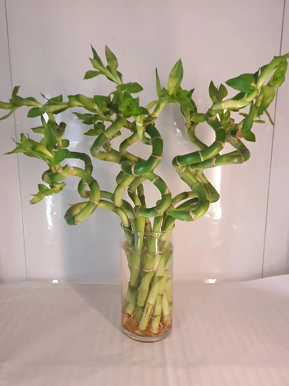 Large Curly Lucky Bamboo Plant 12-14 inches - Dracaena sanderiana - Indoor Decor, Gift for Luck and Prosperity