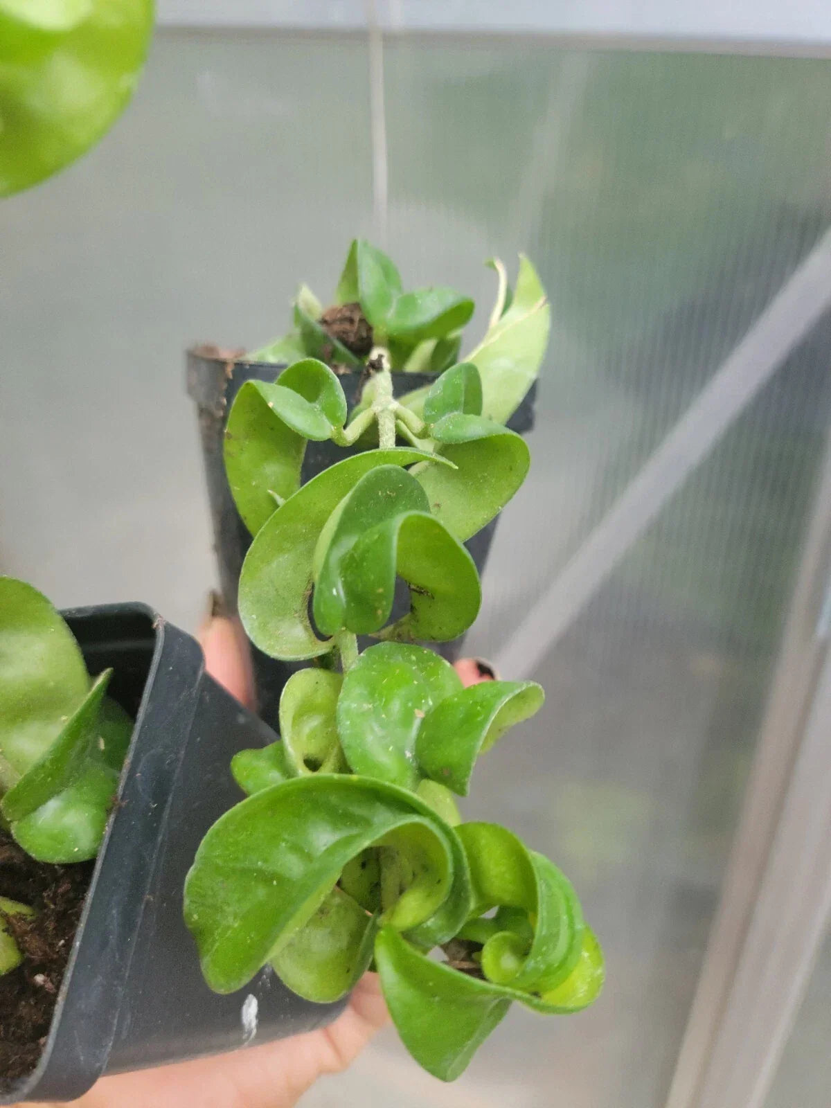 Hoya Hindu Rope Plant 4" Pot Variegated Wax Plant Hoya carnosa 'Compacta' Indoor Trailing Houseplant