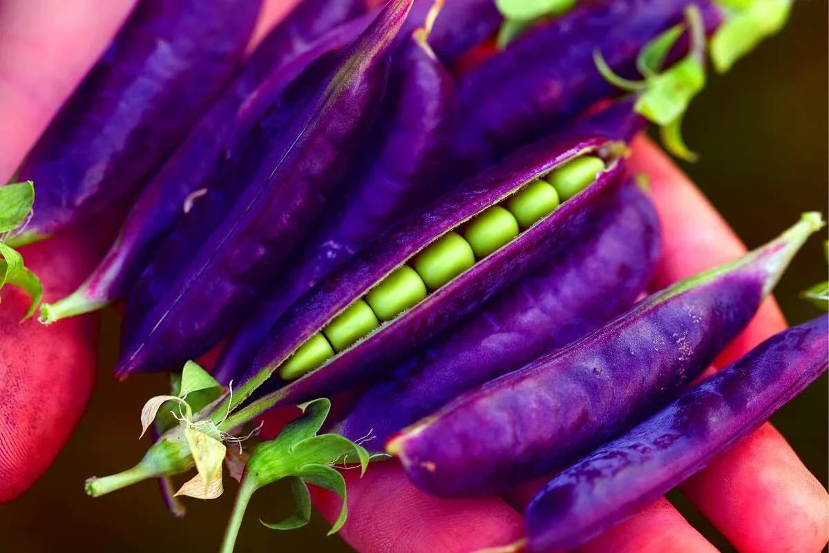 Purple Pod Pea Seeds - 15 Rare Heirloom Non-GMO Seeds for Planting - Pisum sativum - Early Variety for Home Gardeners