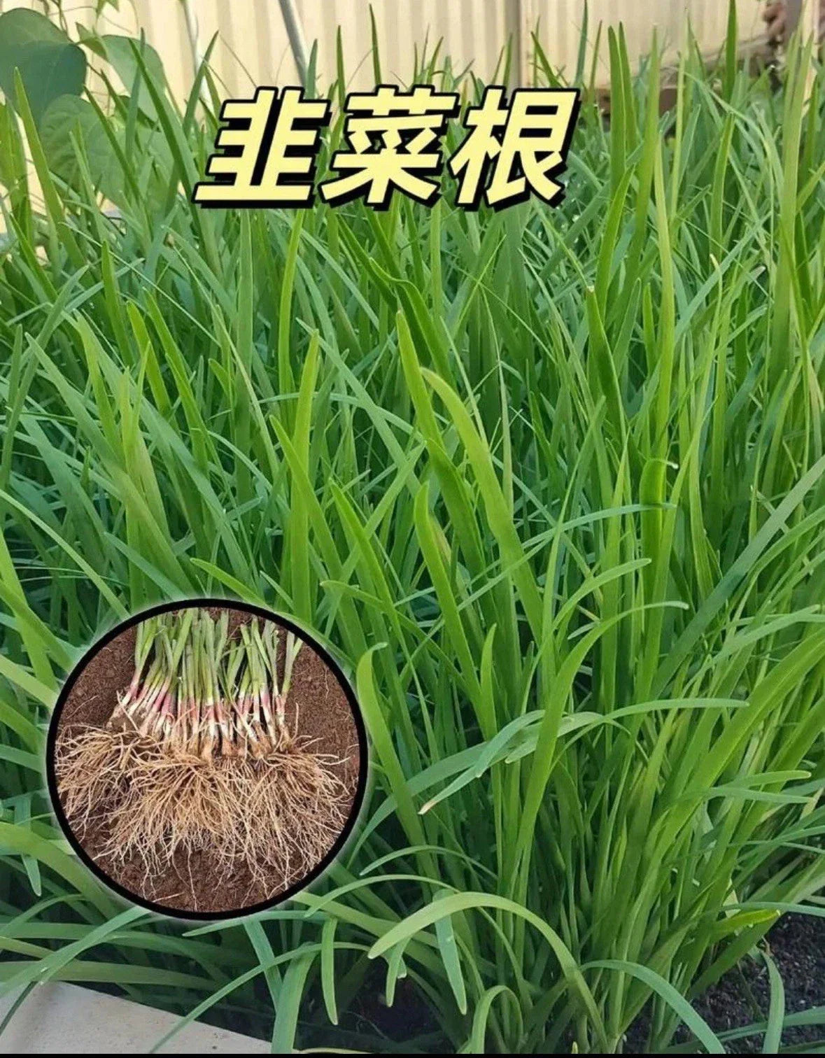 Live Garlic Chives Plant - 100 Bare Root Stalks - Allium Tuberosum - Culinary Herb for Fresh Leek Flavors