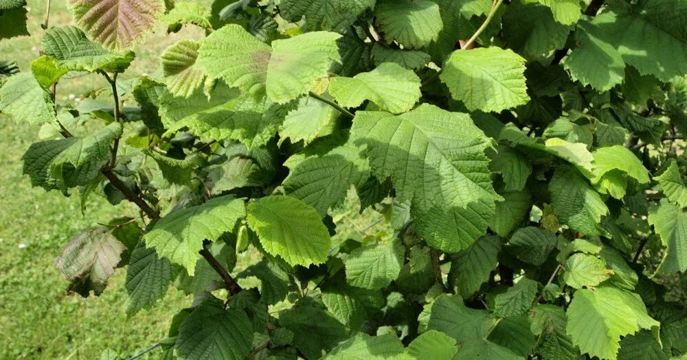 American Hazelnut Tree Plants Set of 2 Live Bare Root Corylus americana 12-18" Edible Nuts Deciduous Shrub