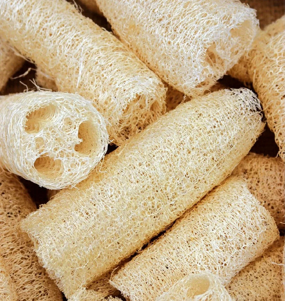Luffa Gourd Seeds - 10 Non-GMO Heirloom Seeds - Luffa aegyptiaca - Ideal for Home Gardening and Container Planting