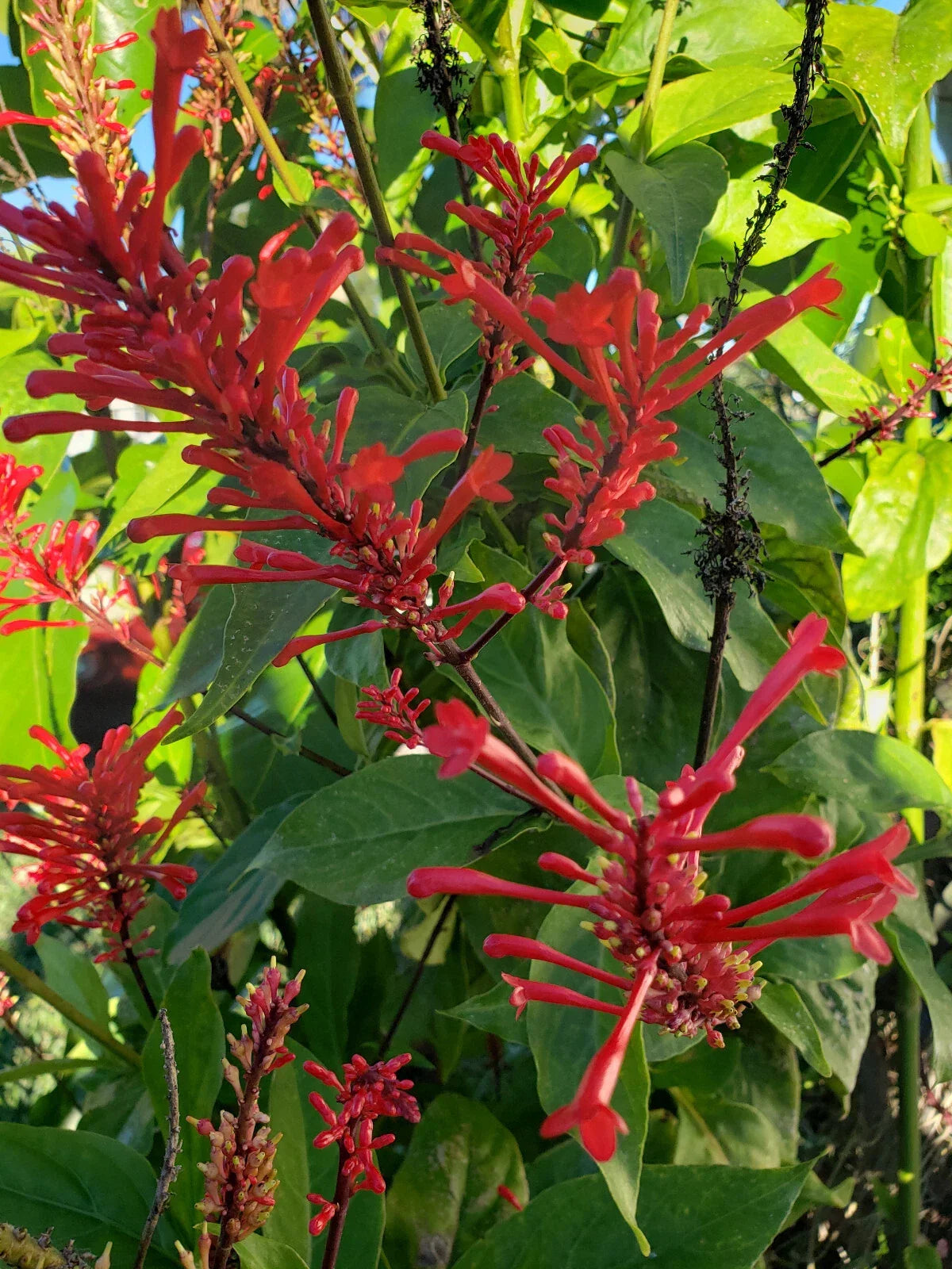 Red Firespike Plant - Rooted Starter - Odontonema Cuspidatum - Cardinal's Guard - Pollinator Friendly - Vibrant Red Flowers