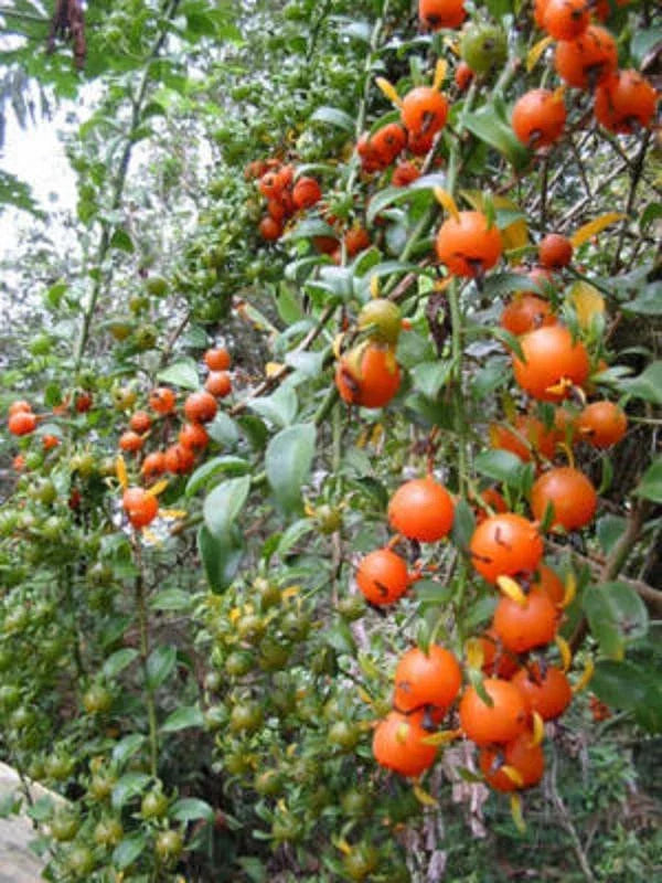 Exotic Fruit Cactus Plant 4" Pot Pereskia aculeata - Edible Fruits, Variegated Leaves, Easy Care Succulent, Climbing Vine