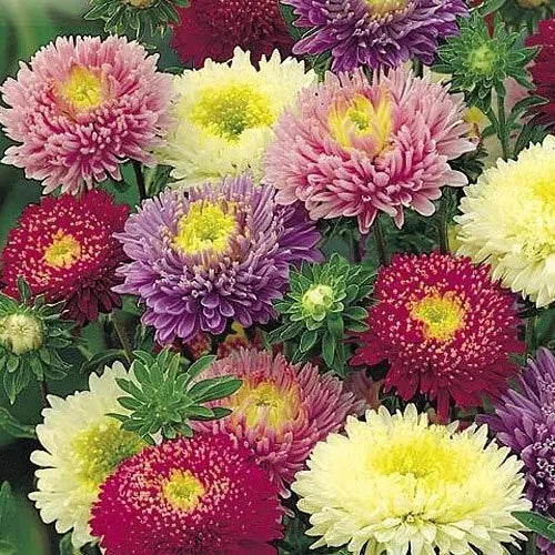 Powder Puff Aster Seeds - Rainbow Mix - 500+ Seeds - Aster dumosus - Fresh Cut Flower Garden, Non-GMO, Easy to Grow