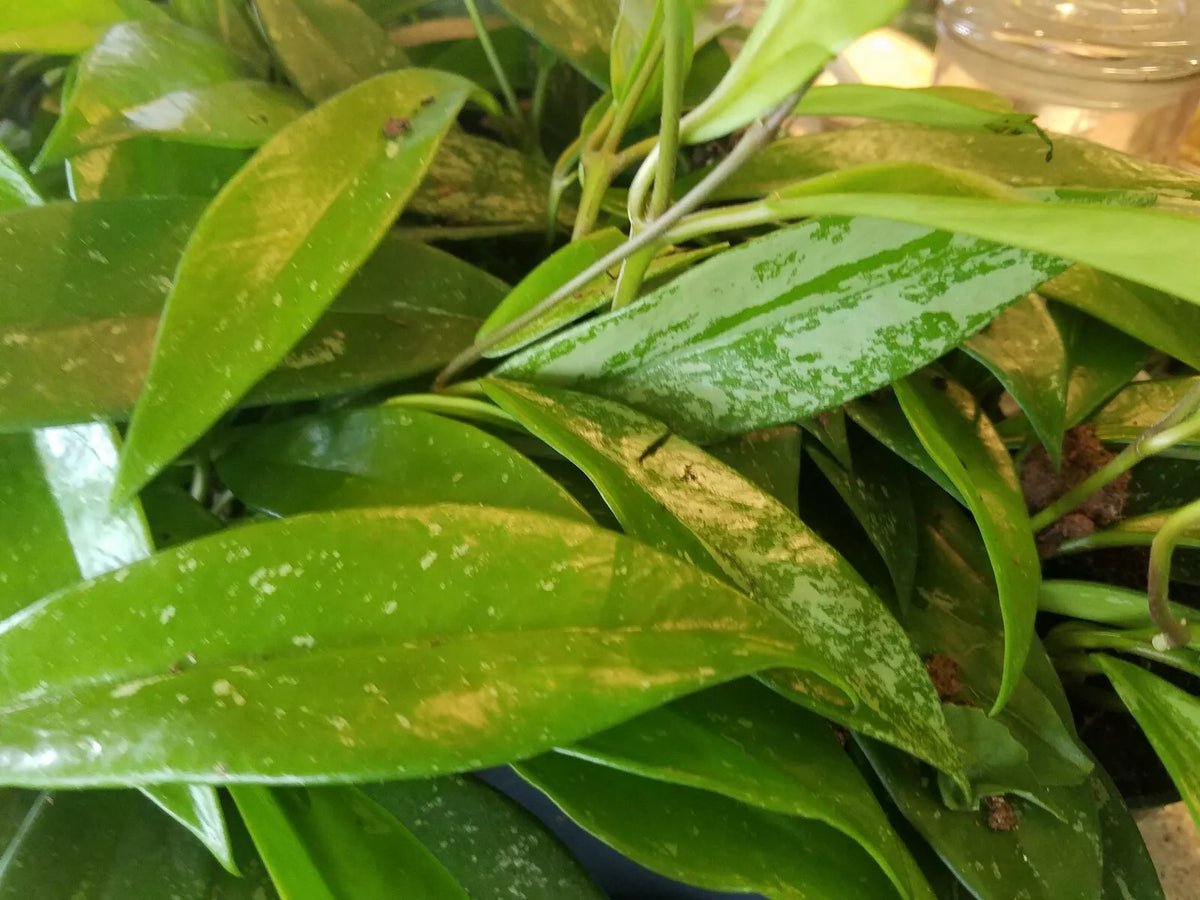 Hoya Pubicalyx Silver Splash Cutting - Tropical Exotic Wax Vine - Air Purifier Plant - Hoya pubicalyx