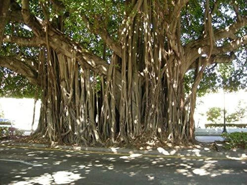 Ficus Benghalensis Seeds - Exotic 5 Pack - Banyan Tree - Tropical Indoor Plant for Home Garden
