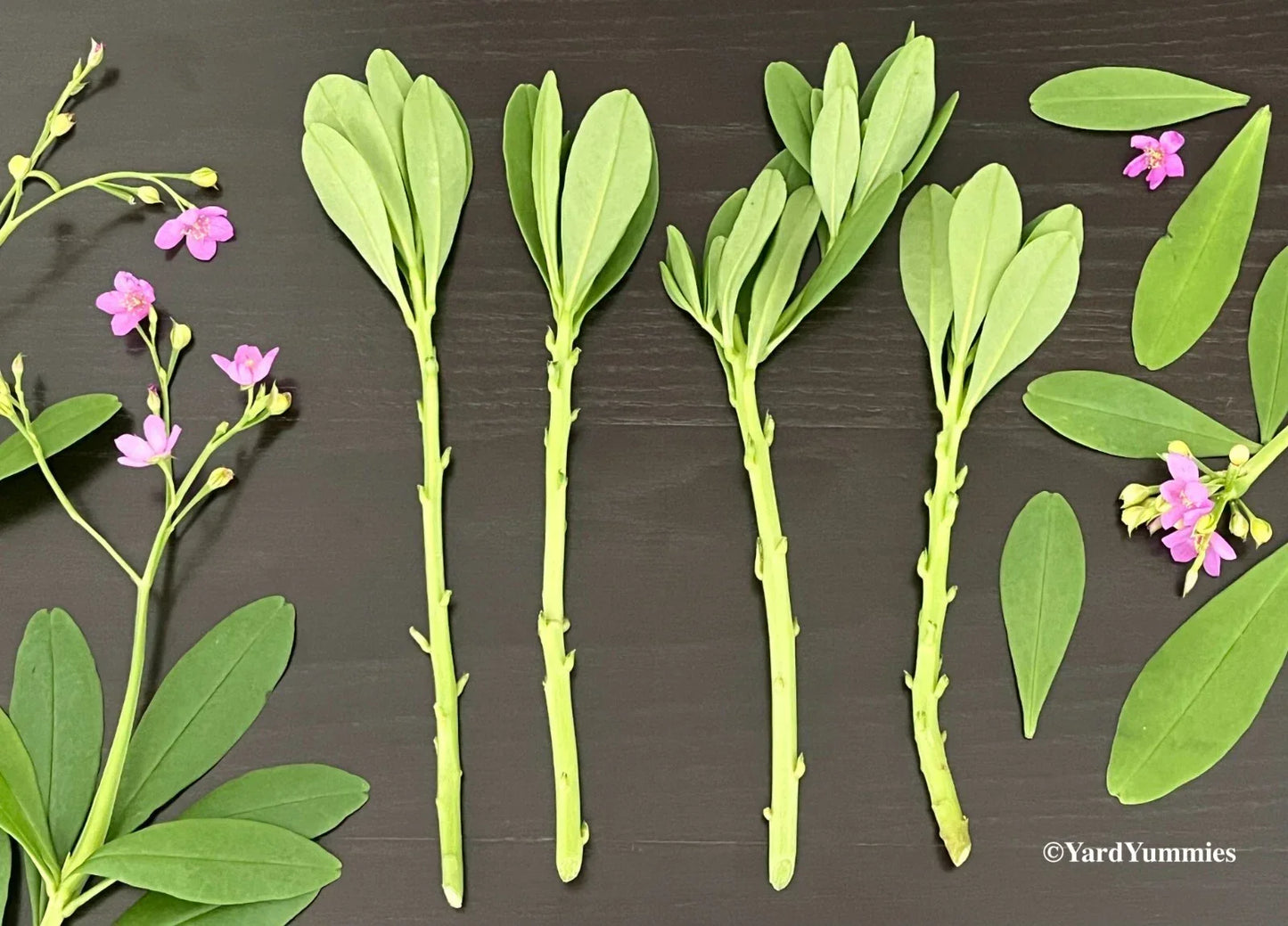 Surinam Spinach Cuttings - Unrooted Edible Green - Waterleaf, Ceylon, Philippine, Florida Efo Gbure - Basella rubra
