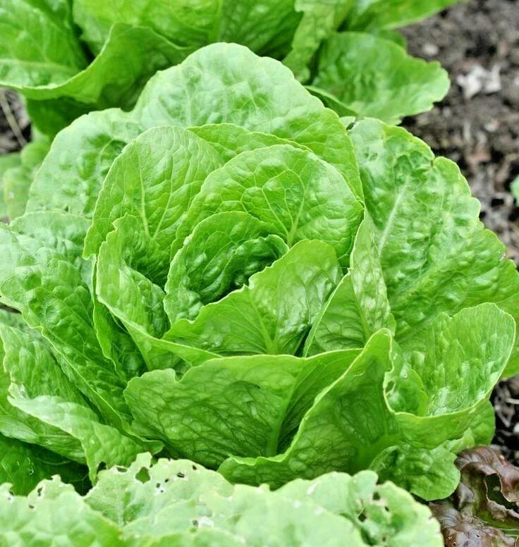 Organic Lettuce Seeds - 600+ Paris Island Cos Romain - Heirloom Variety - Lactuca sativa for Spring & Fall Garden Container