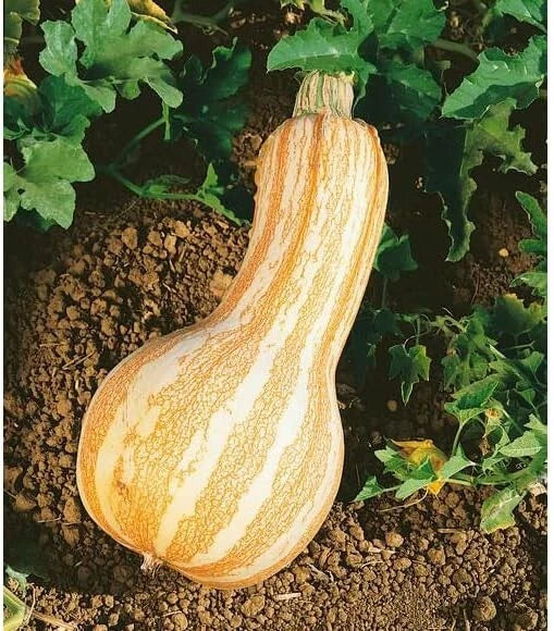 Cushaw Pumpkin Seeds - 10 Seeds - Orange Striped - Cucurbita mixta - Heirloom Variety for Garden and Culinary Use