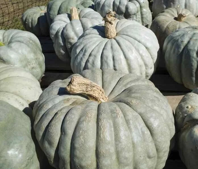 Jarrahdale Pumpkin Seeds - 20 Seeds, Large Green-Gray Variety, Cucurbita maxima for Home Gardening and Fall Decor
