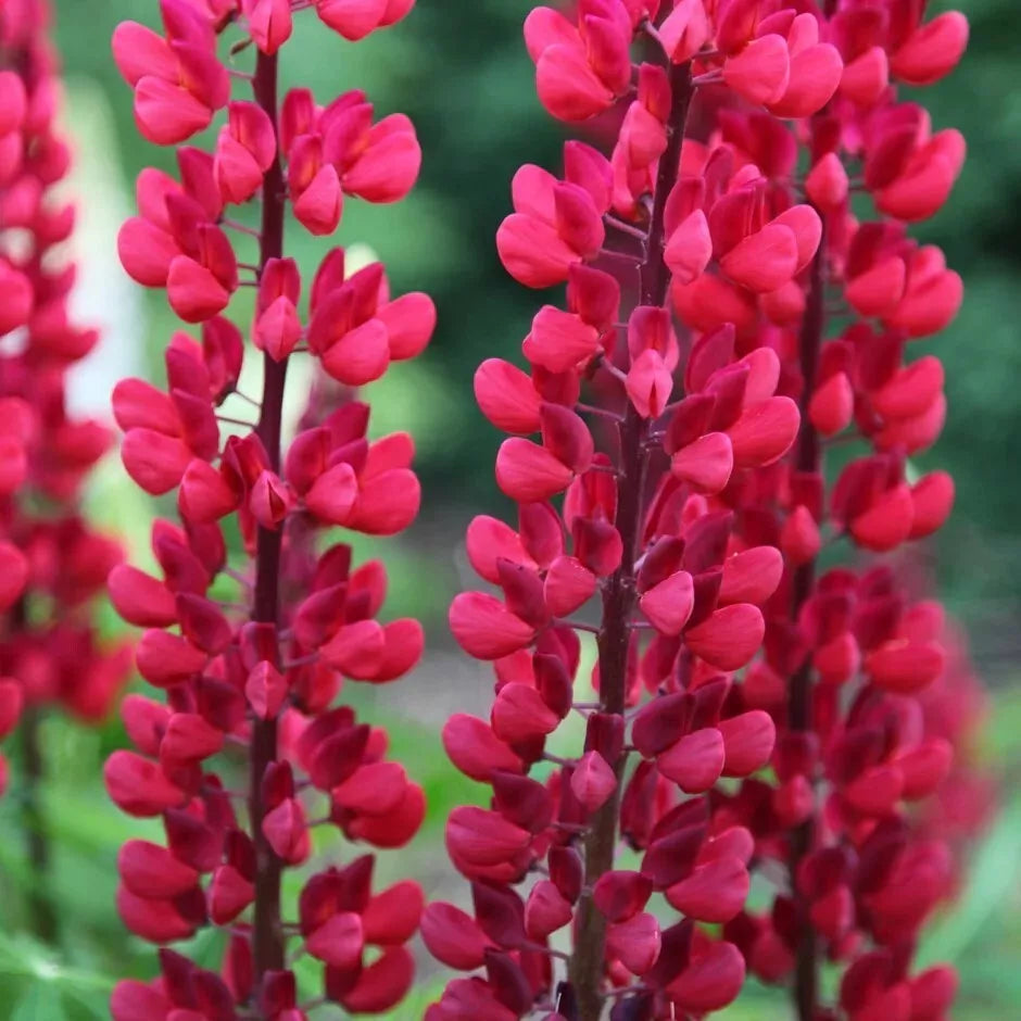 25 Lupine Seeds - Blue Perennial Flower - Lupinus polyphyllus - Hardy Garden Plant - Attracts Pollinators