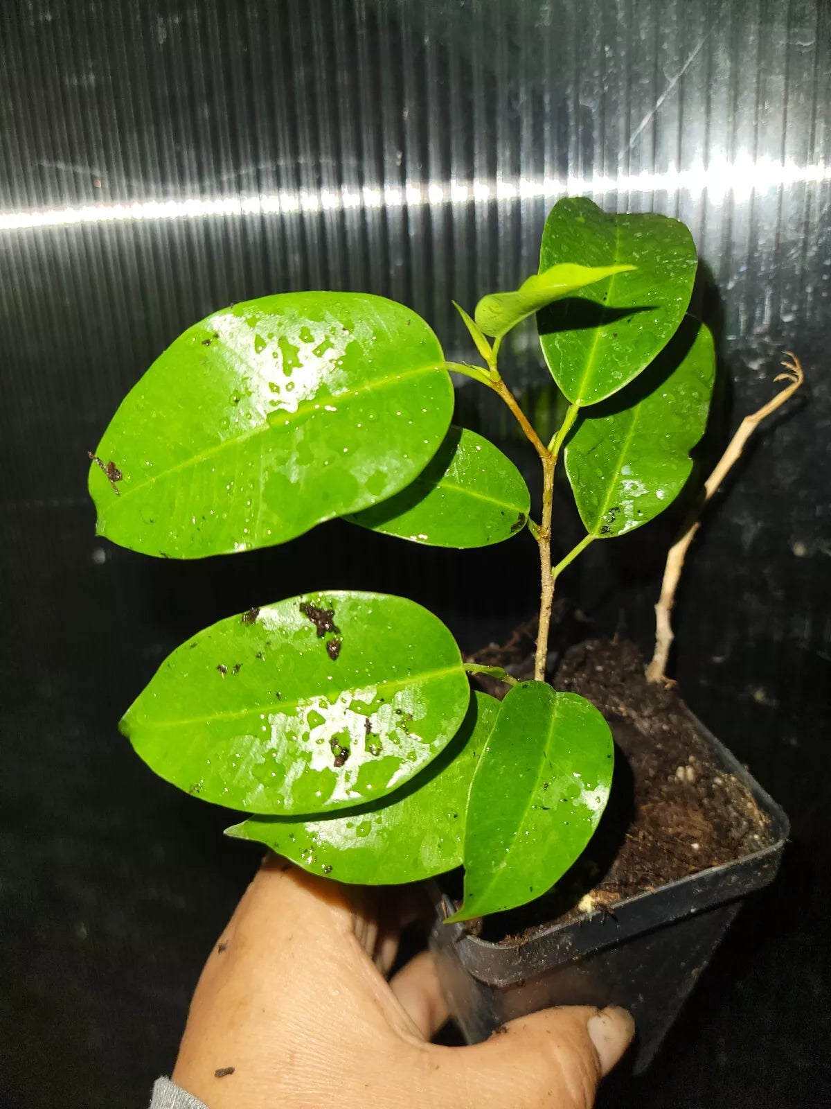 Ficus Benjamina Midnight Plant 5 Inches - Dark Green Indoor Live Plant in 2.5 Inch Pot - Ficus benjamina