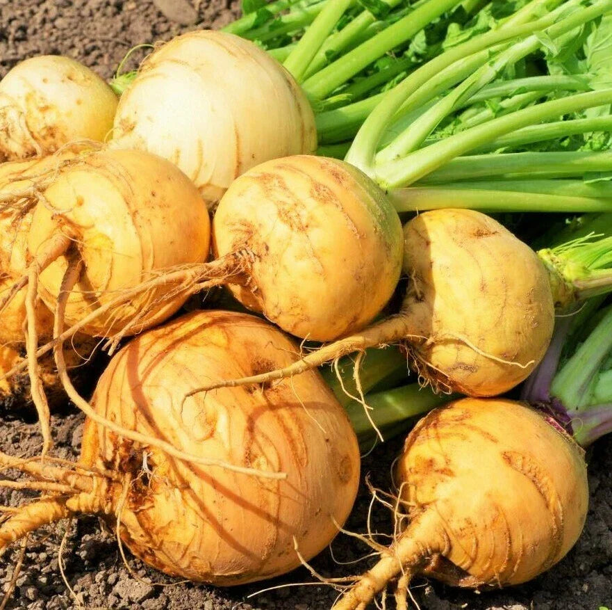 Golden Ball Turnip Seeds - 200 Count - Yellow-White Globe - Brassica rapa - Non-GMO Vegetable Garden Seeds for Home Growing