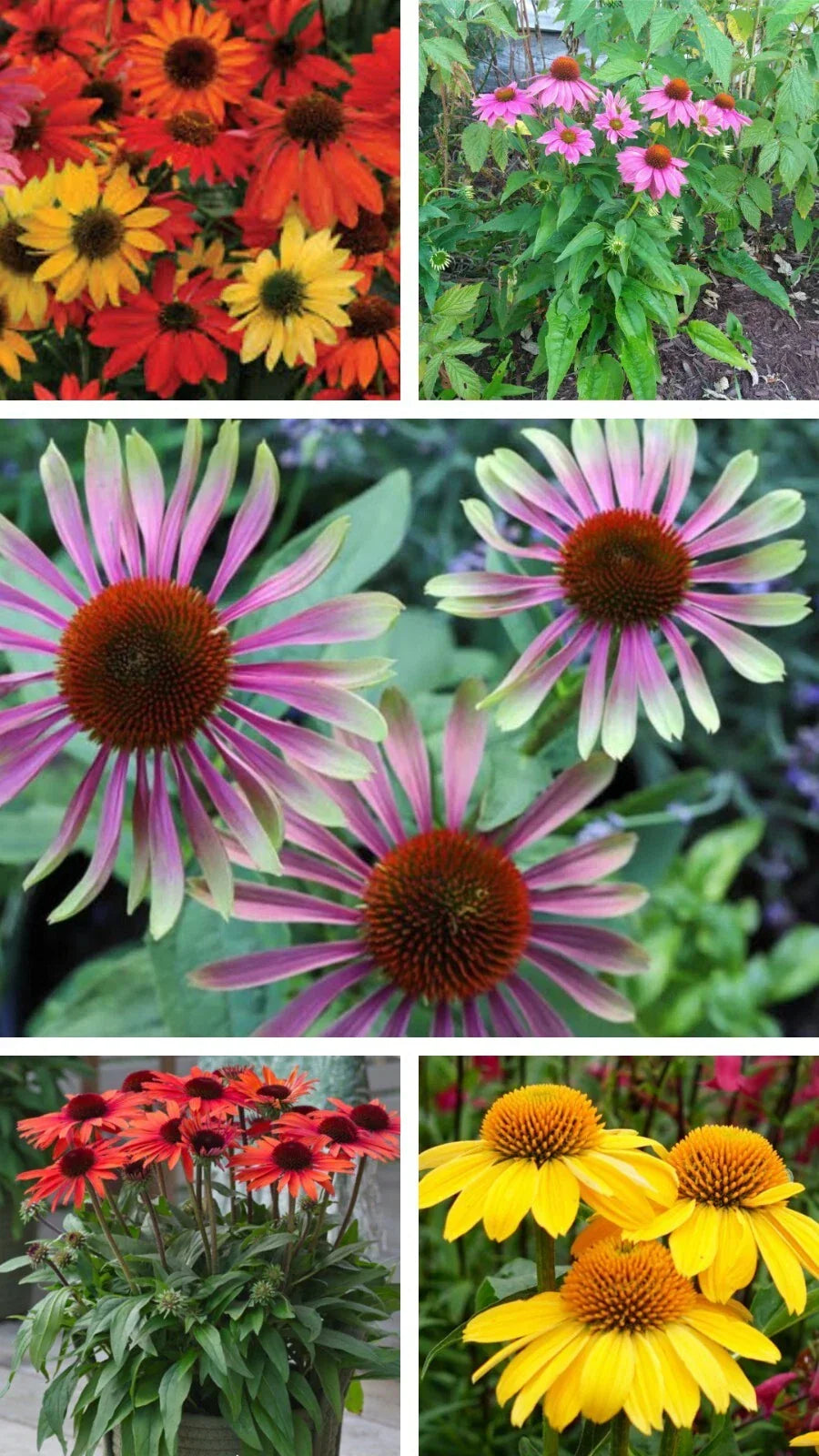 Echinacea Sampler Live Perennial Plants Plugs, 5 Varieties, Echinacea x hybrida, Deer Resistant, Attracts Butterflies