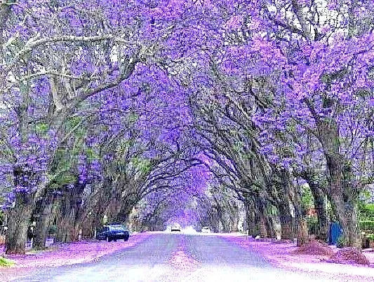Blue Jacaranda Seeds - 20 Perennial Flowering Mimosifolia for Planting, Free Shipping