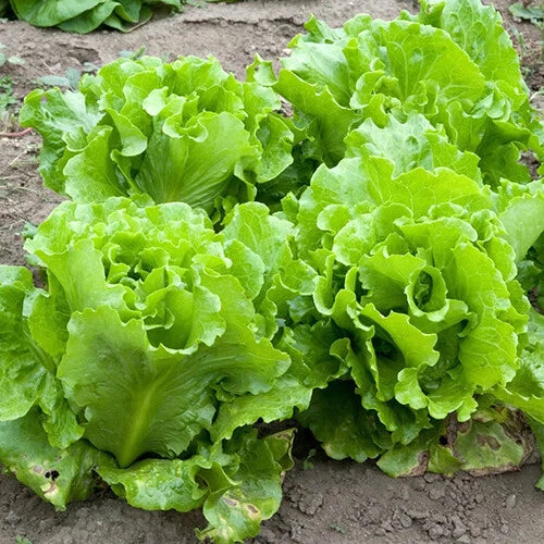 Black Seeded Simpson Lettuce Seeds | Organic Heirloom Non-GMO | Lactuca sativa | 200 Seeds for Home Gardening
