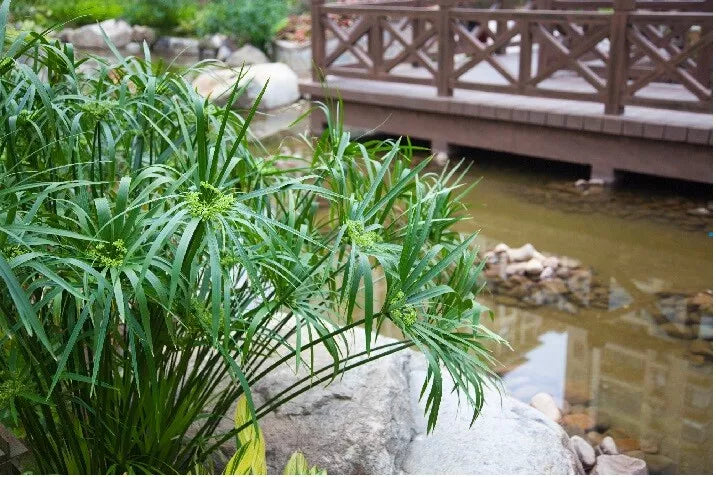 Umbrella Palm Seeds - 100+ Count - Cyperus Alternifolius - Aquatic Plant for Water Gardens