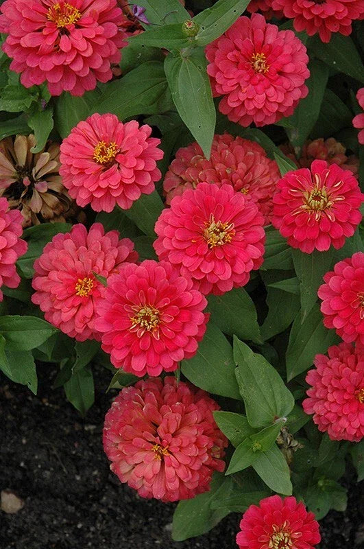 Magellan Cherry Zinnia Seeds - 100+ Pack - Zinnia elegans - USA Grown - Vibrant Red Flowers for Garden Planting