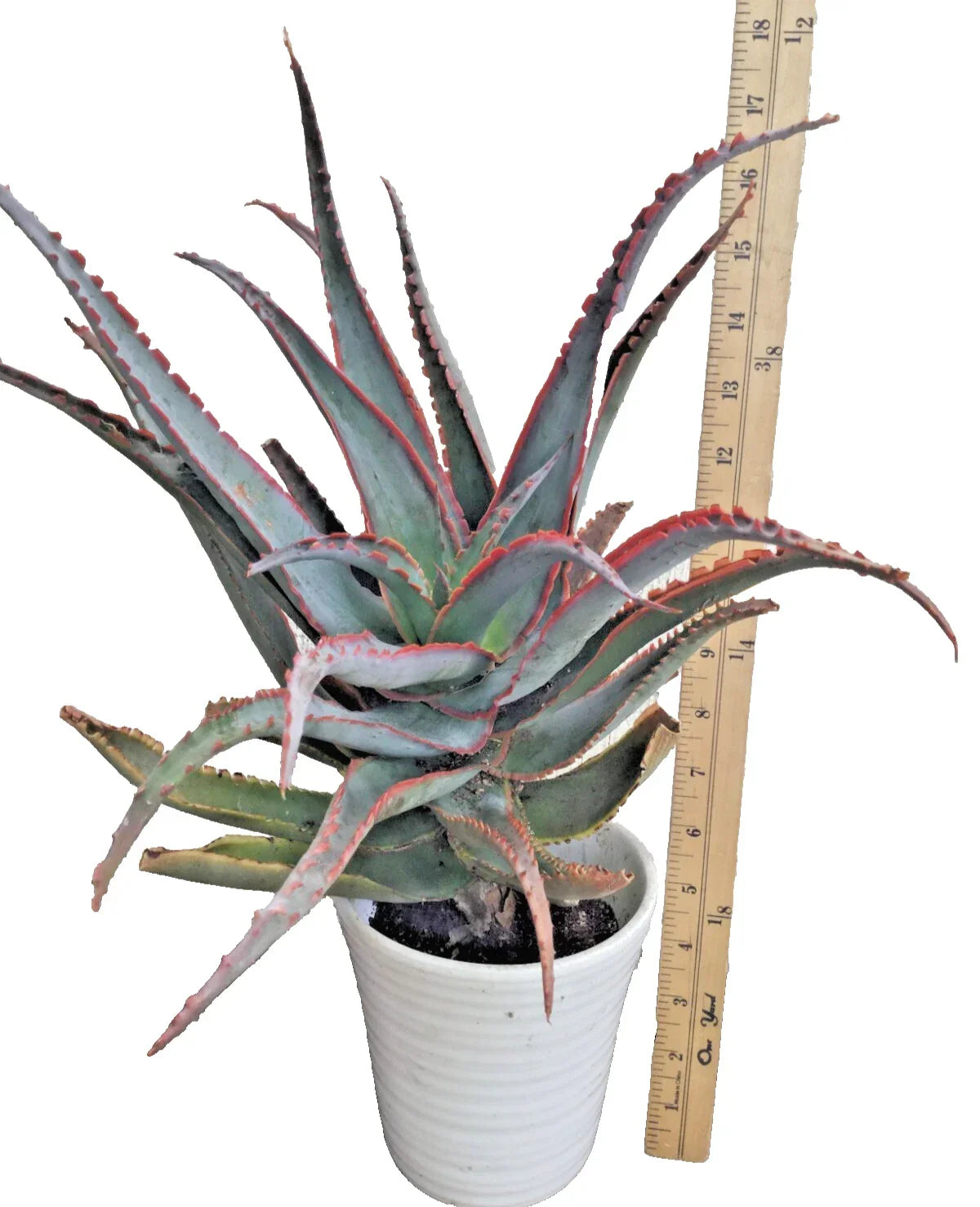 Rooted Aloe Plant - Blue Sky Hybrid, Unique Succulent with Striking Orange Teeth - Aloe hybrid 'Blue Sky'