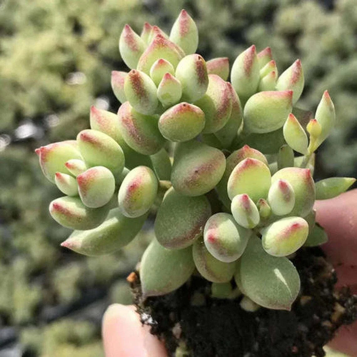Rare Succulent Cuttings - 3 Live Cotyledon Pendens - Unique Indoor Garden Decor - Easy Care Plants for Terrariums
