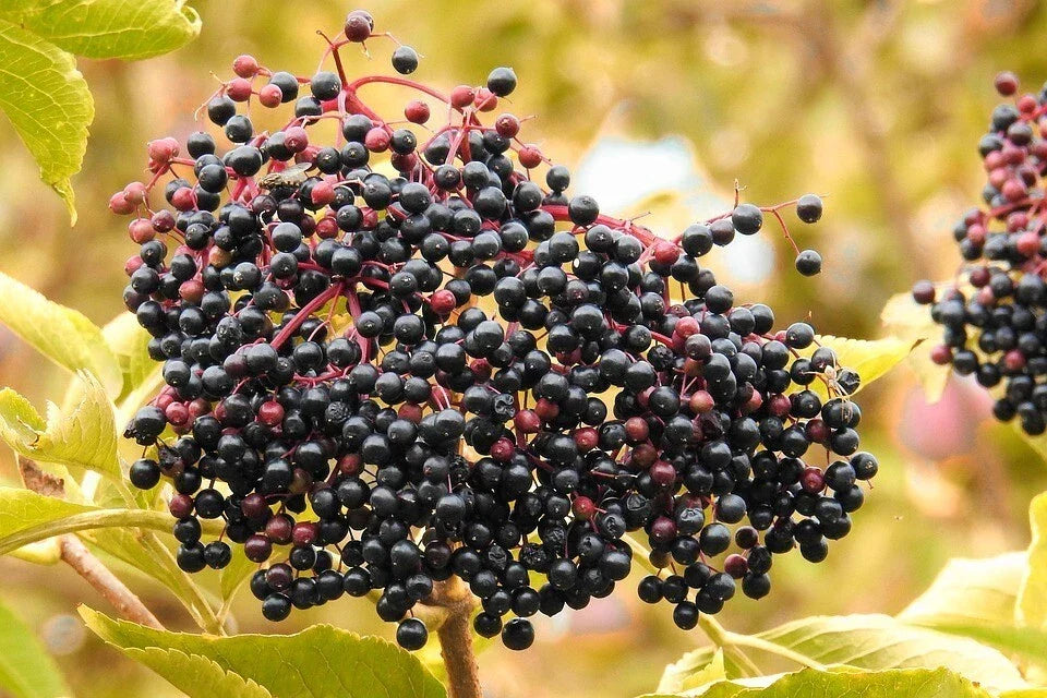American Elderberry Seeds 50 Count Organic Sambucus canadensis Edible Berries for Gardening and Landscaping