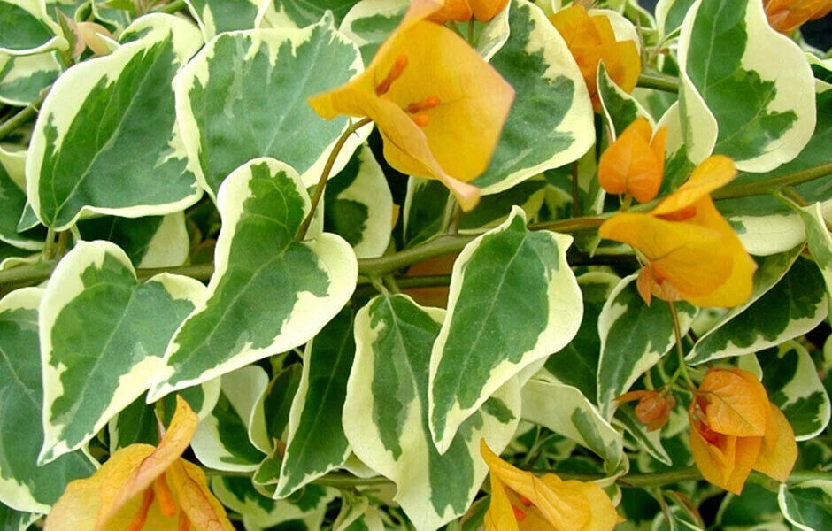Bougainvillea Starter Plant - Delta Dawn Variety - Rare & Hardy - Well Rooted - Perfect for Gardens and Containers