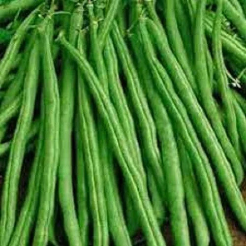 Tendergreen Improved Stringless Bush Bean Seeds - Non-GMO - Phaseolus vulgaris - Fresh Gardening Seeds for Home Garden