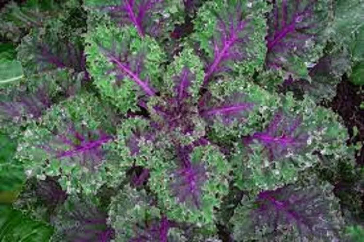 Organic Kale Seeds - Red Russian Variety - Brassica napus - Heirloom, Non-GMO, Tender Flavor for Home Gardening