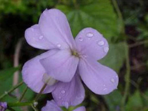 Dame's Rocket Seeds - 1000+ Pack - Hesperis matronalis - Fragrant Purple, Pink & White Blooms for Garden & Pollinators