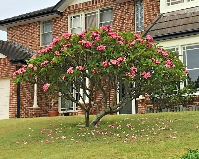 Mexican Red Plumeria Seeds - Tropical Frangipani Flower Seeds (P. rubra) - Exotic Garden Plants for Home & Landscape