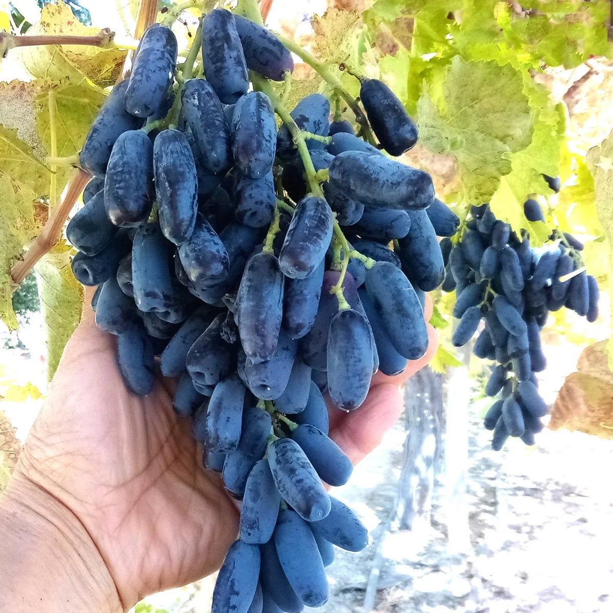 Lady Finger Black Seedless Grape Vine - Bare Root Moon Drop Plant - Vitis vinifera - Sweet Elongated Grapes for Home Garden