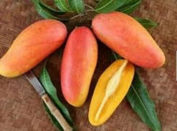 Grafted Maha Chanook Mango Live Plant, 3 Gallon Pot, Tropical Fruit Tree, Mangifera indica for Home Garden