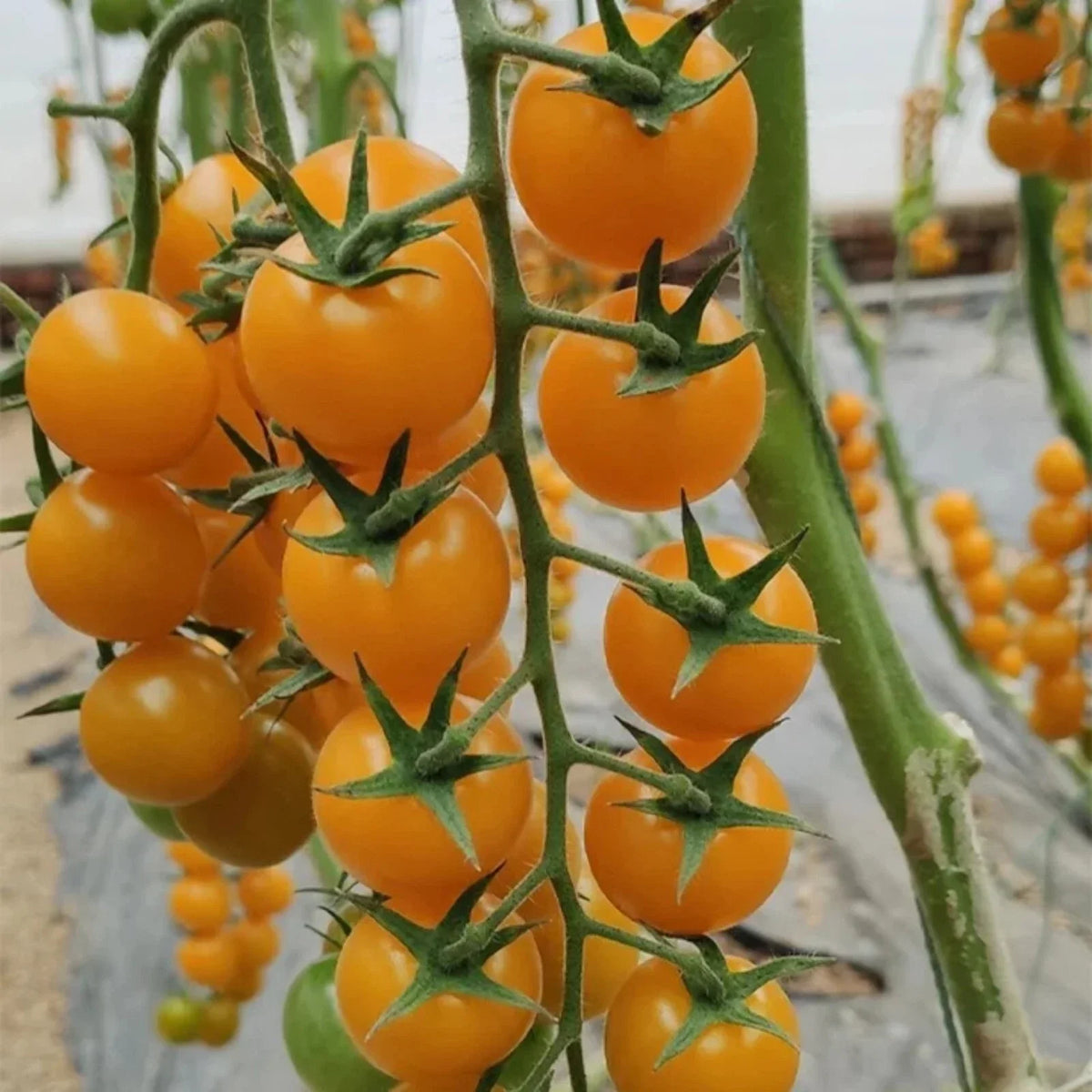 Yellow Cherry Tomato Seeds - 100pcs Heirloom Non-GMO Patio Choice - Solanum lycopersicum - Sweet Juicy Tomatoes for Containers